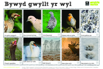 Festive wildlife Welsh