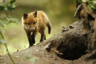 A fox next to its den
