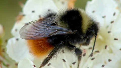 Bilberry bumblebee queen on hawthorn flower