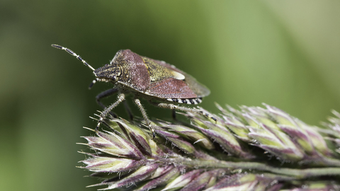 A hairy shieldbug standing on a grass head