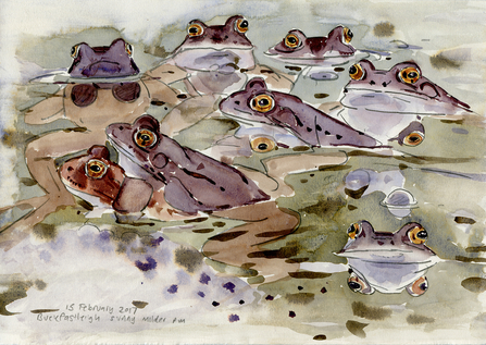 Common frogs - John Walters