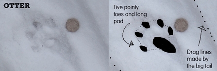 Otter snow prints