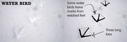 Water bird snow print