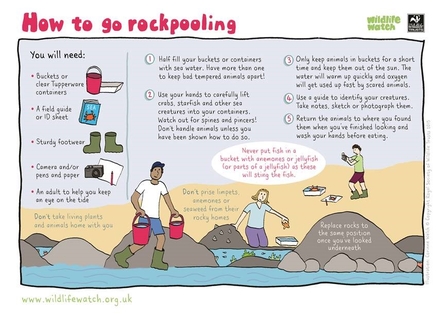 How to go rockpooling