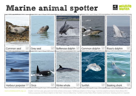 Marine animal spotting sheet