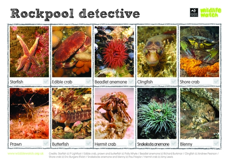 Rockpool detective spotting sheet