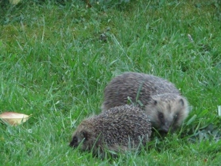Hedgehogs in our garden