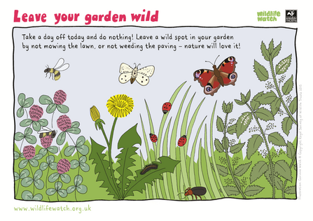 Leave your garden wild