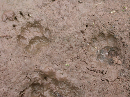 Badger prints in mud