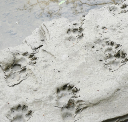 Otter tracks in the mud