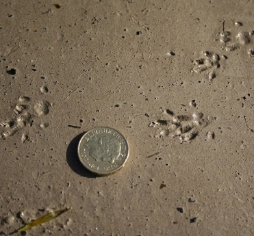 Water vole tracks
