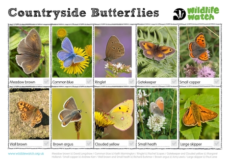 Countryside butterfly spotter
