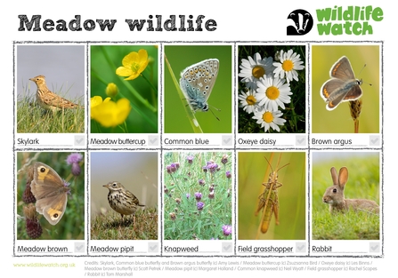 Meadow wildlife spotter sheet