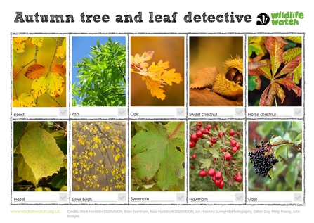 Autumn leaves and tree spotter sheet