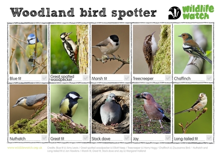 Woodland birds spotter sheet