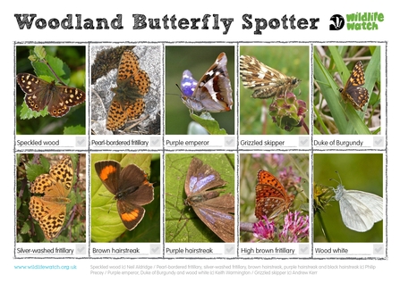 Woodland butterflies spotter sheet