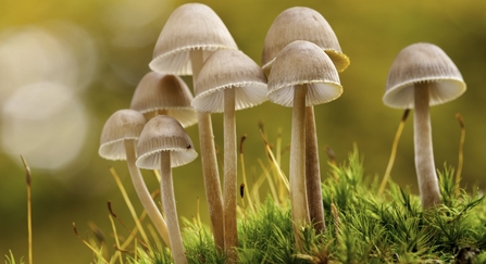 The National Forest. Close-up of group of mushrooms