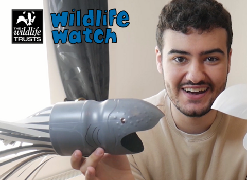 Bottle basking shark video