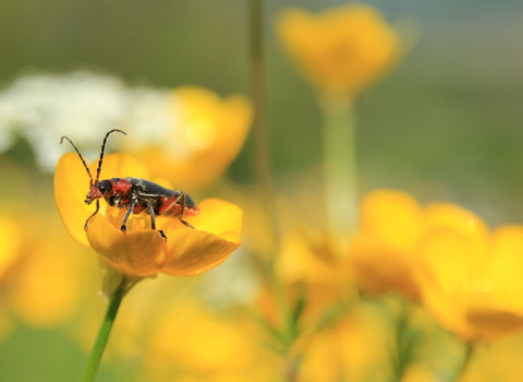 Soldier beetle on a buttercup