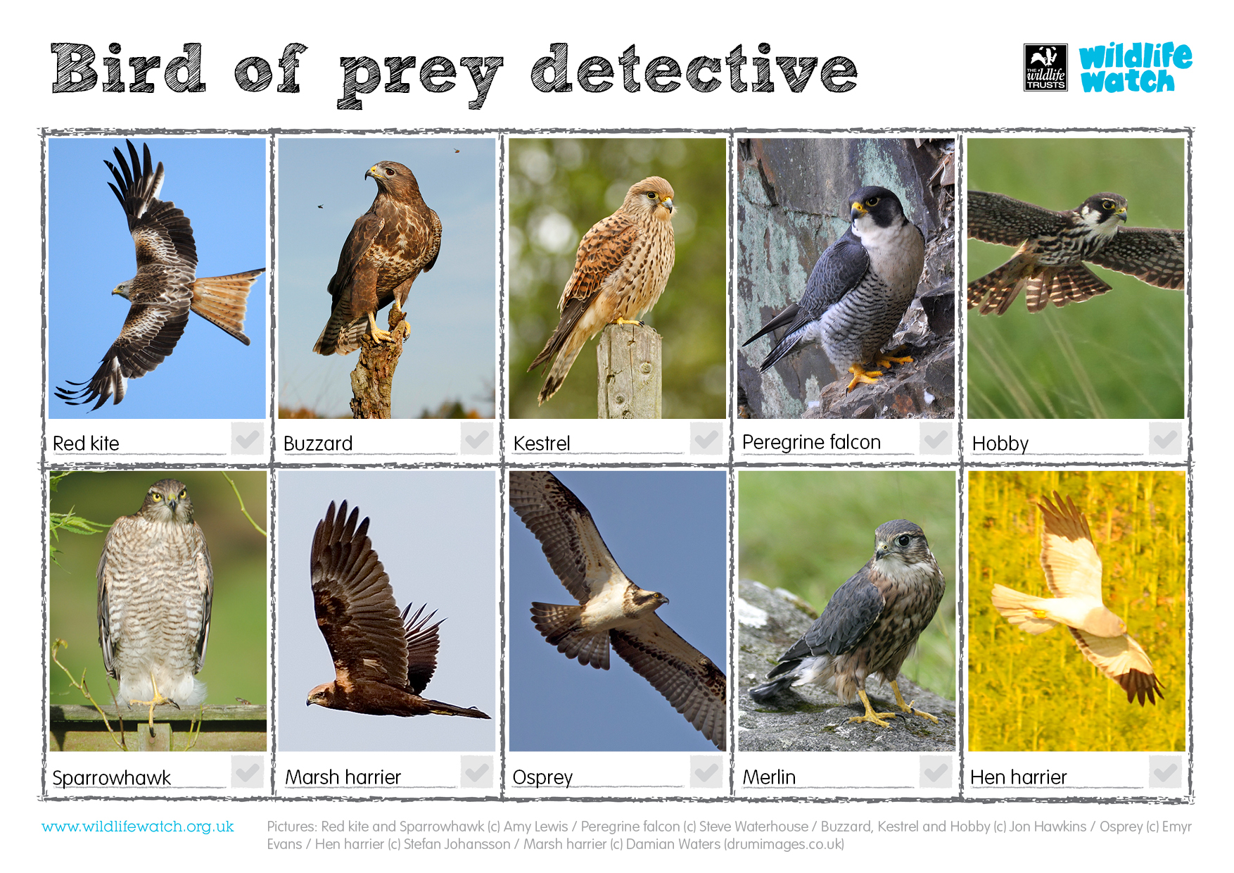 Identify birds of prey  Northumberland Wildlife Trust