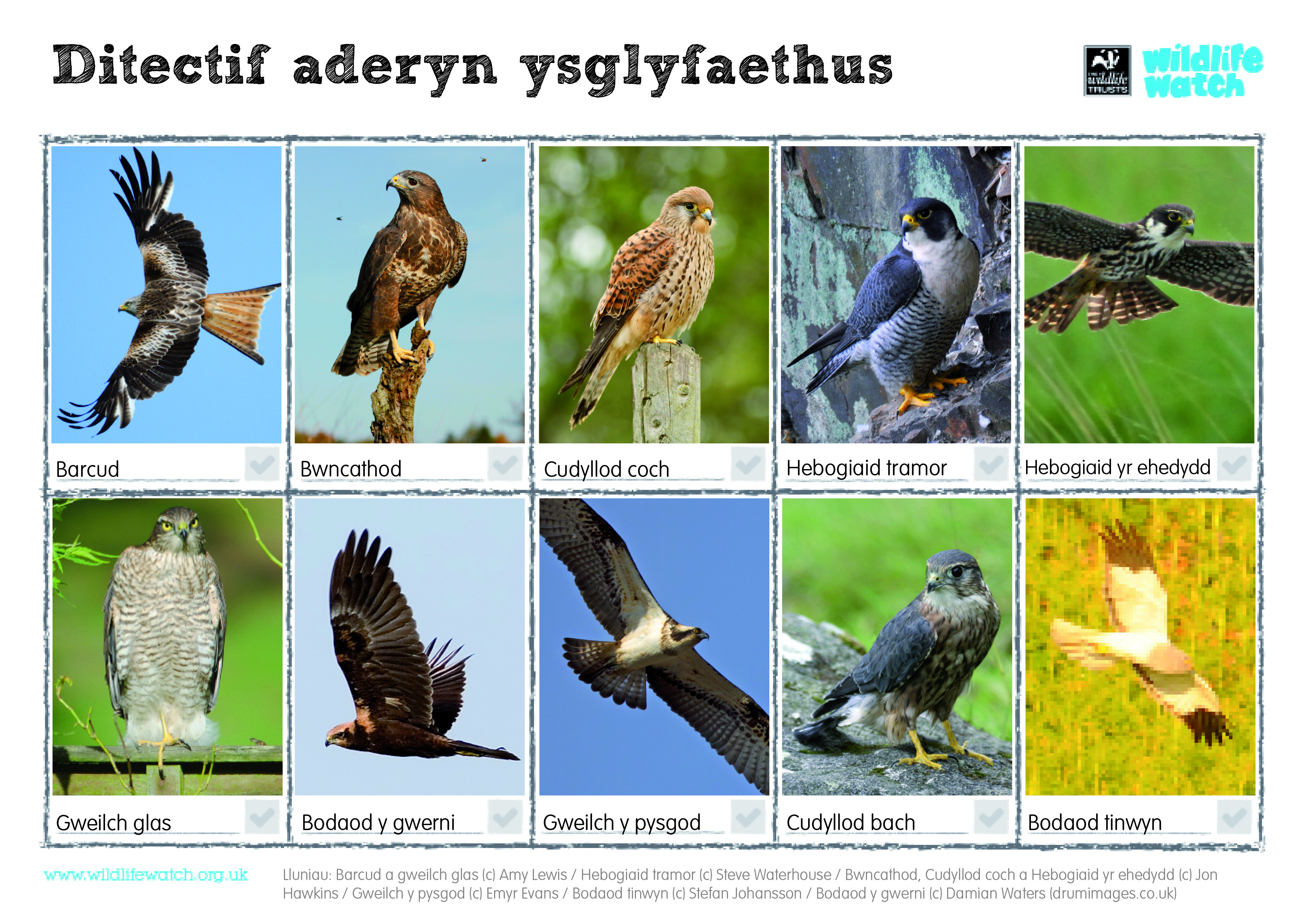 Birds of prey spotter - Welsh