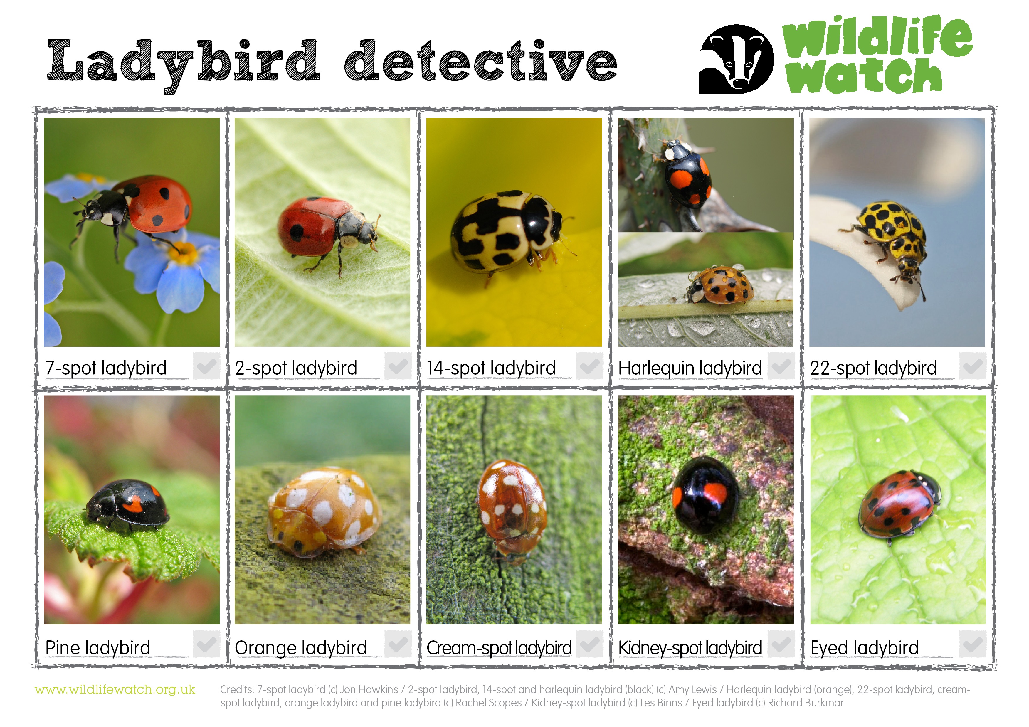 MINI INSECT SPOTTER SHEETS,PERFECT FOR BUG HUNTING 
