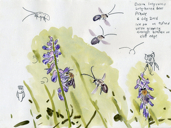 Long horned bees