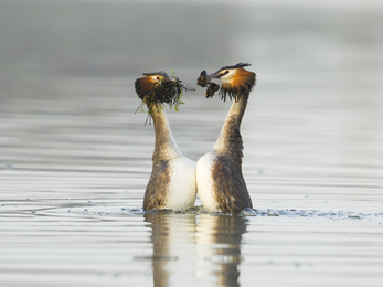 Great crested grebe weed dance