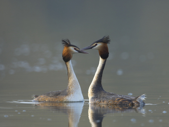 Great crested grebes