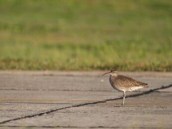 Whimbrel