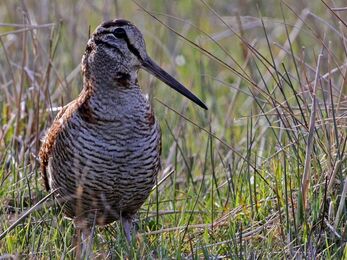 A woodcock standing in a field, surrounded by tall grass. It has cryptic brown plumage, a large eye, and a long straight beak