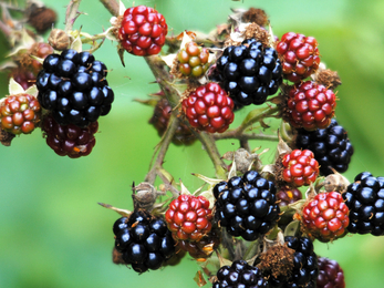Blackberries