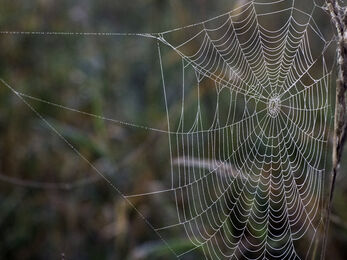Action for Insects Schools Guide | Wildlife Watch