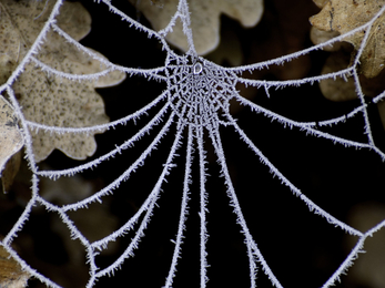 Frosty spider web
