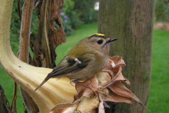 Goldcrest