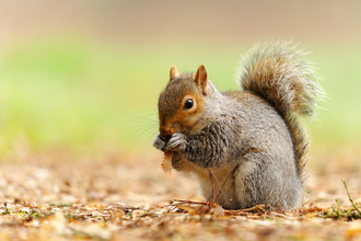 Grey squirrel