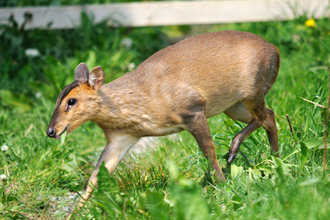 Muntjac deer