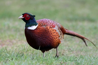 Pheasant male