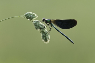 Male Beautiful Demoiselle