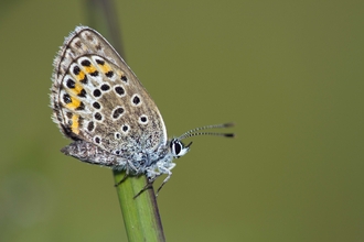 Silver-studded Blue butterfly