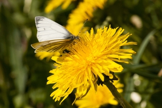 Green-veined White on Common Dandelion