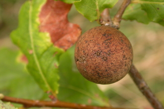 Oak Marble Gall Wasp