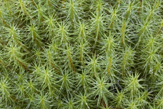 Common Haircap/Marsh Hair Moss (Polytrichum commune)