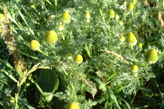 Pineappleweed