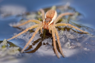 Raft Spider