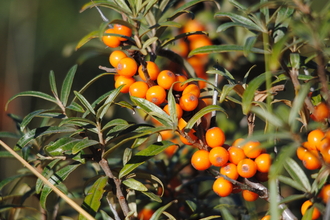 Sea-buckthorn