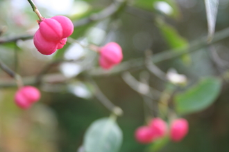 Spindle