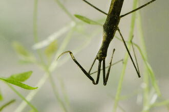 Bugs | Wildlife Watch