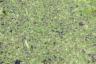 Common Duckweed