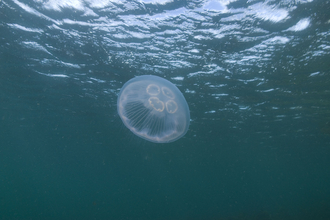 Moon Jellyfish